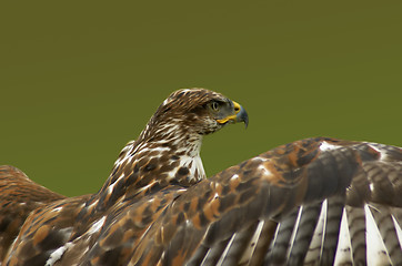 Image showing Hawk