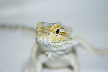 Image showing bearded dragon