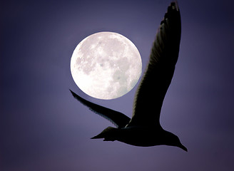 Image showing moonlight