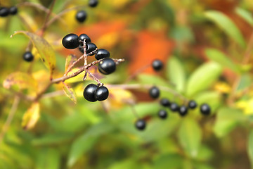 Image showing Berries of Common Privet in autumn