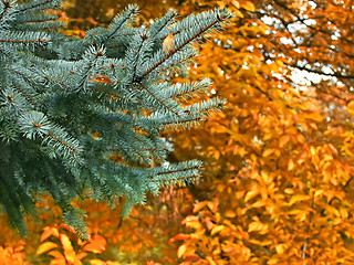 Image showing Branch of blue spruce in autumn