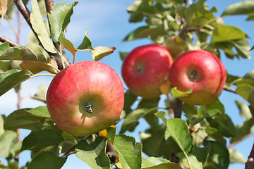 Image showing Red apples hanging on a branch