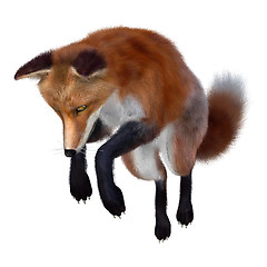 Image showing Red Fox