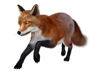 Image showing Red Fox