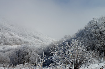 Image showing Winter Landscape