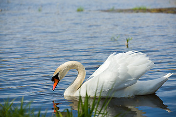 Image showing Mute swan, Cygnus, single bird on water