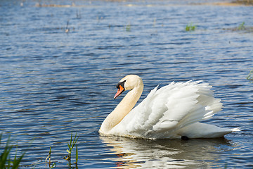 Image showing Mute swan, Cygnus, single bird on water