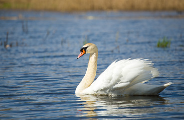 Image showing Mute swan, Cygnus, single bird on water