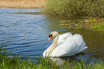 Image showing Mute swan, Cygnus, single bird on water