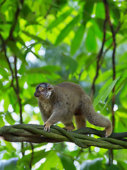 Image showing Lemur in Madagascar