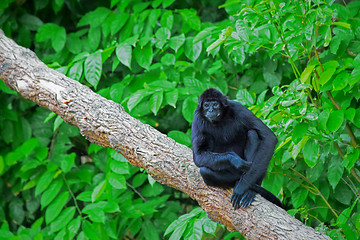 Image showing Wild Spider Monkey