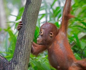 Image showing Wild Borneo Orangutan