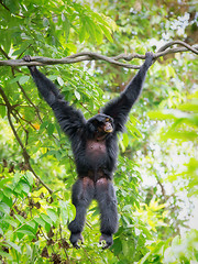 Image showing Wild Siamang Gibbon