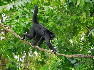 Image showing Wild Spider Monkey