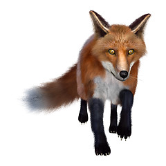 Image showing Red Fox