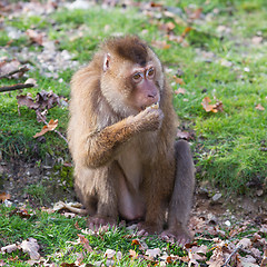Image showing Beautiful pig-tailed macaque (Macaca nemestrina)