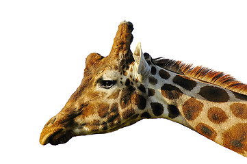 Image showing giraffe