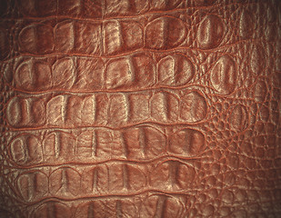 Image showing crocodile skin