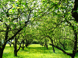 Image showing orchard