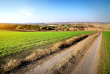 Image showing Road through winter crops