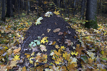 Image showing anthill covered with autumn leaves