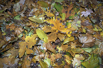 Image showing Different autumn leaves