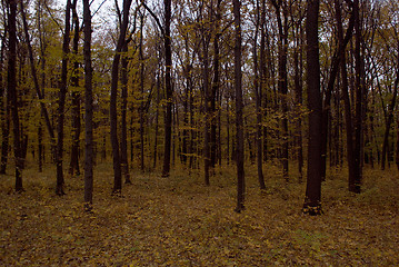 Image showing forest in the evening