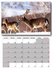 Image showing wildlife calendar january 2016