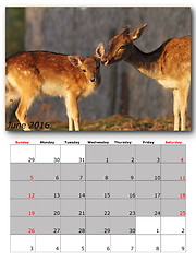 Image showing wildlife calendar june 2016