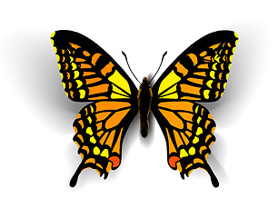 Image showing Realistic butterfly on white