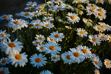 Image showing Lovely blossom daisy flowers background.