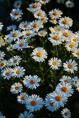 Image showing Lovely blossom daisy flowers background.