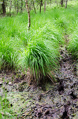 Image showing High grass