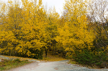 Image showing atumn tree in forrest