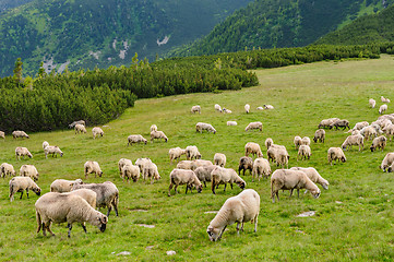 Image showing Alpine pastures in Retezat National Park, Carpathians, Romania. 