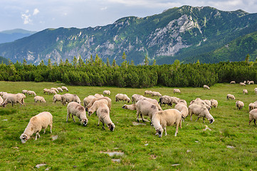 Image showing Alpine pastures in Retezat National Park, Carpathians, Romania. 