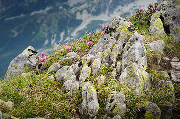 Image showing Rhododendron flowers of Retezat Mountains, Romania, Europe