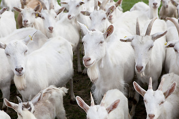 Image showing Flock Buren goats