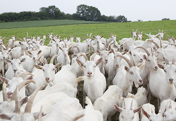 Image showing Boer goats