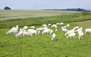Image showing Goats on pasture