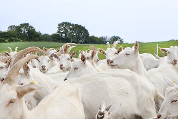 Image showing Herd of goats on pasture