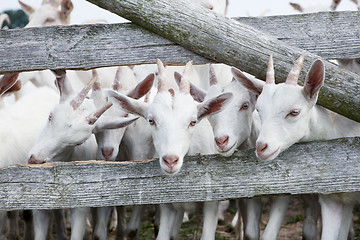 Image showing goats