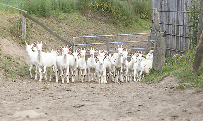 Image showing herd of goats