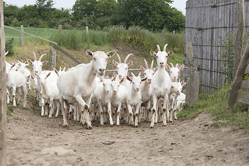 Image showing Flock white goats