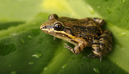 Image showing Frog