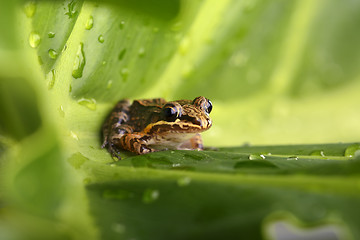 Image showing A small Frog