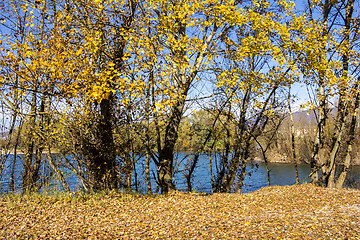 Image showing Trees along Lake in the autumn