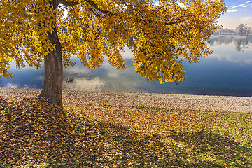 Image showing Trees along Lake in the autumn