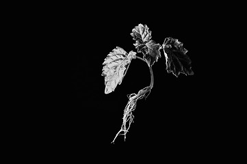 Image showing young patchouli plant suspended in monotone