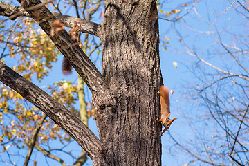 Image showing Squirrels on the tree